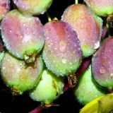 Байерн Киви1